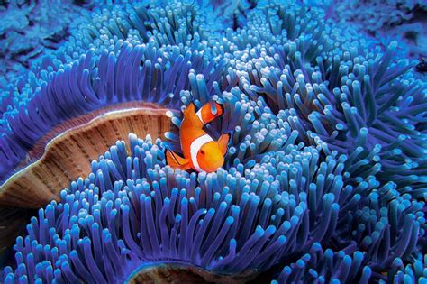 Beneath the Surface: Discovering the Underwater Magic Seascape